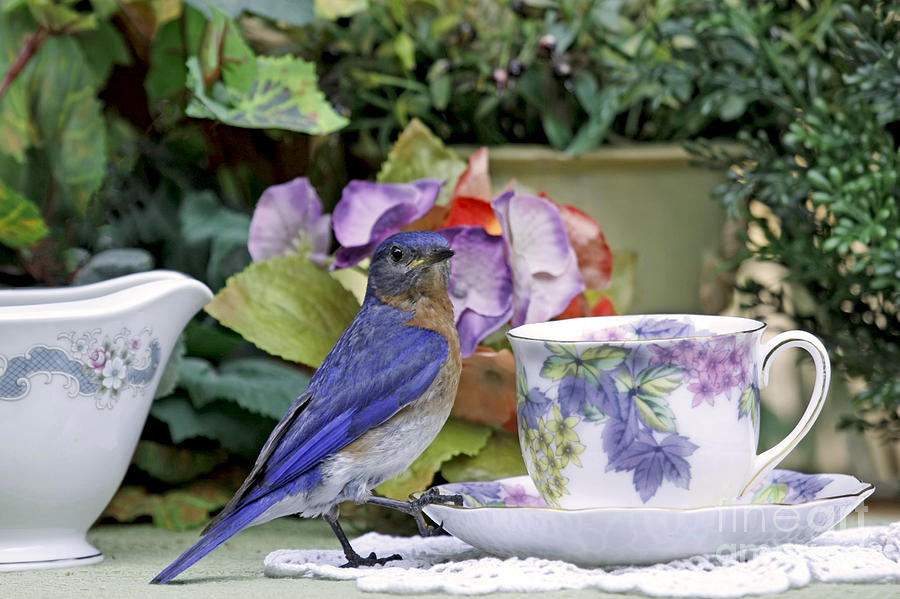 Bluebird and Tea Cups Photograph by Luana K Perez