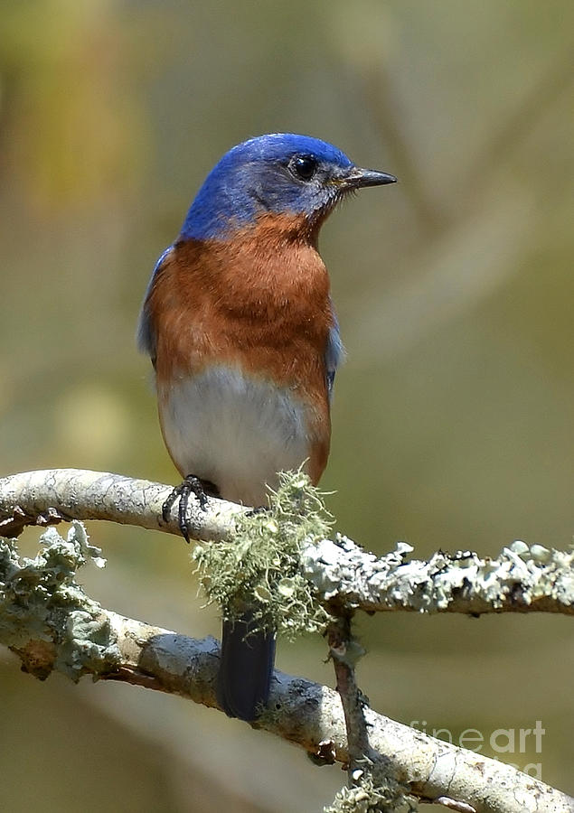Bluebird And Lichen Photograph by Kathy Baccari