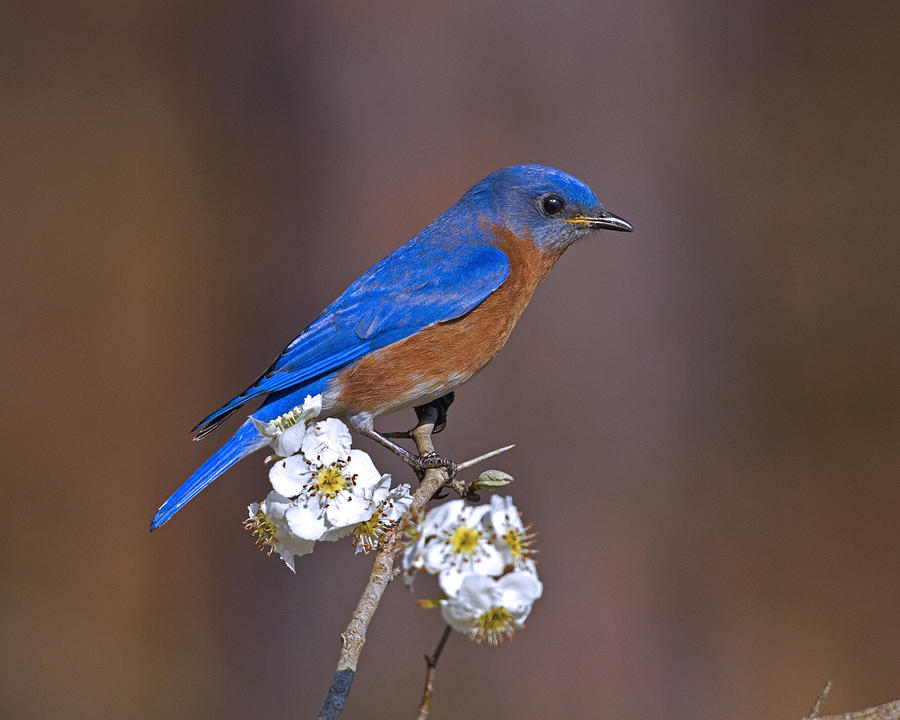 Bluebird and Mayhaw Photograph by Jim E Johnson