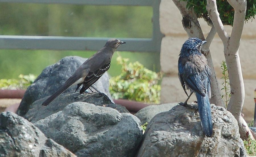 Bluejay and Mockingbird Watching Something Photograph by Linda Brody