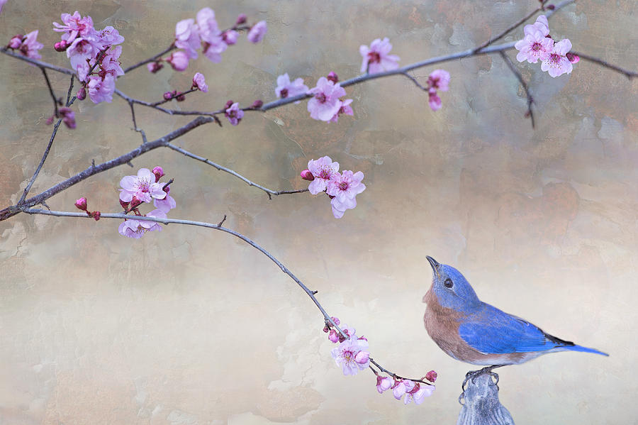 Bluebird Photograph - Bluebird and Plum Blossoms by Bonnie Barry
