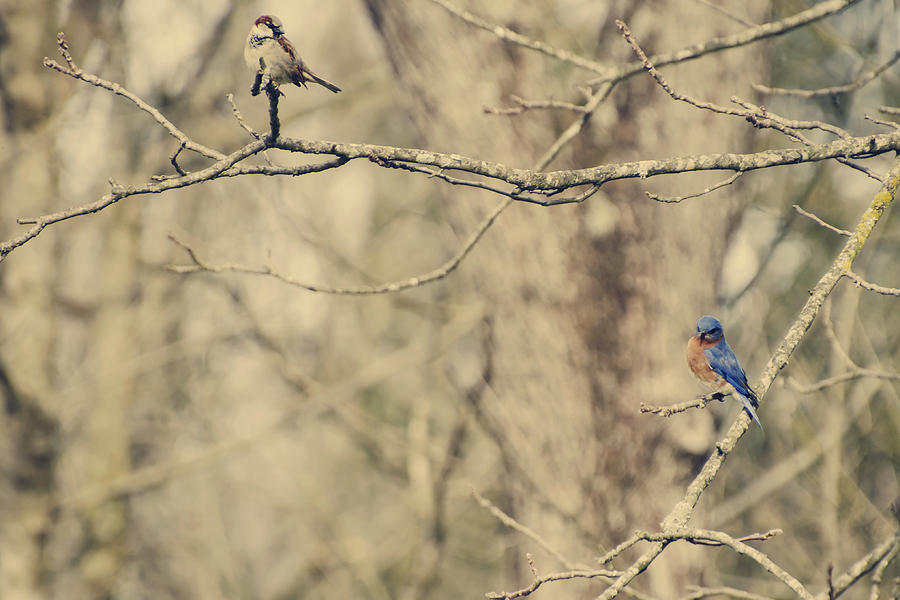 Bluebird and Sparrow Photograph by Heather Applegate