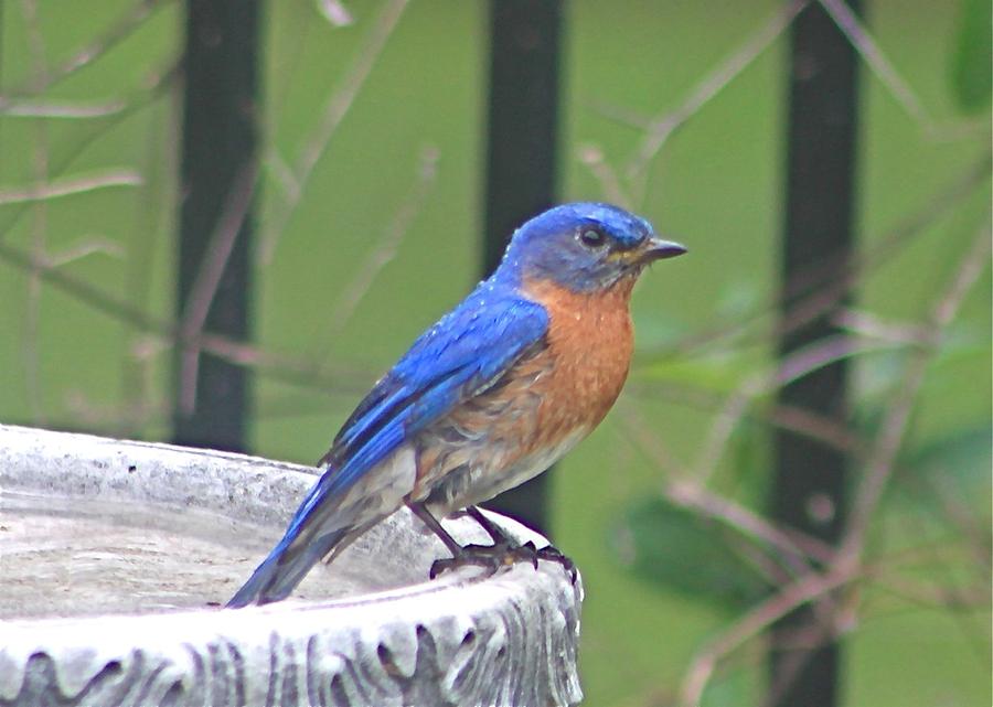 Bluebird at Bird Bath Photograph by Jeanne Juhos
