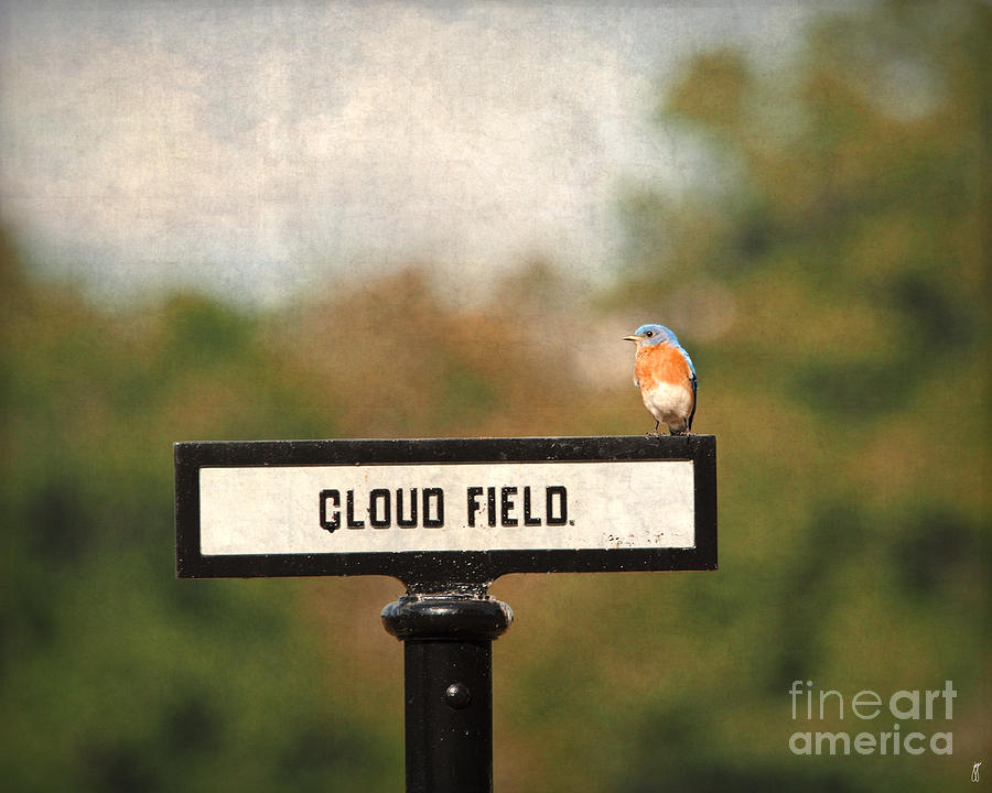 Bluebird at Cloud Field Photograph by Jai Johnson