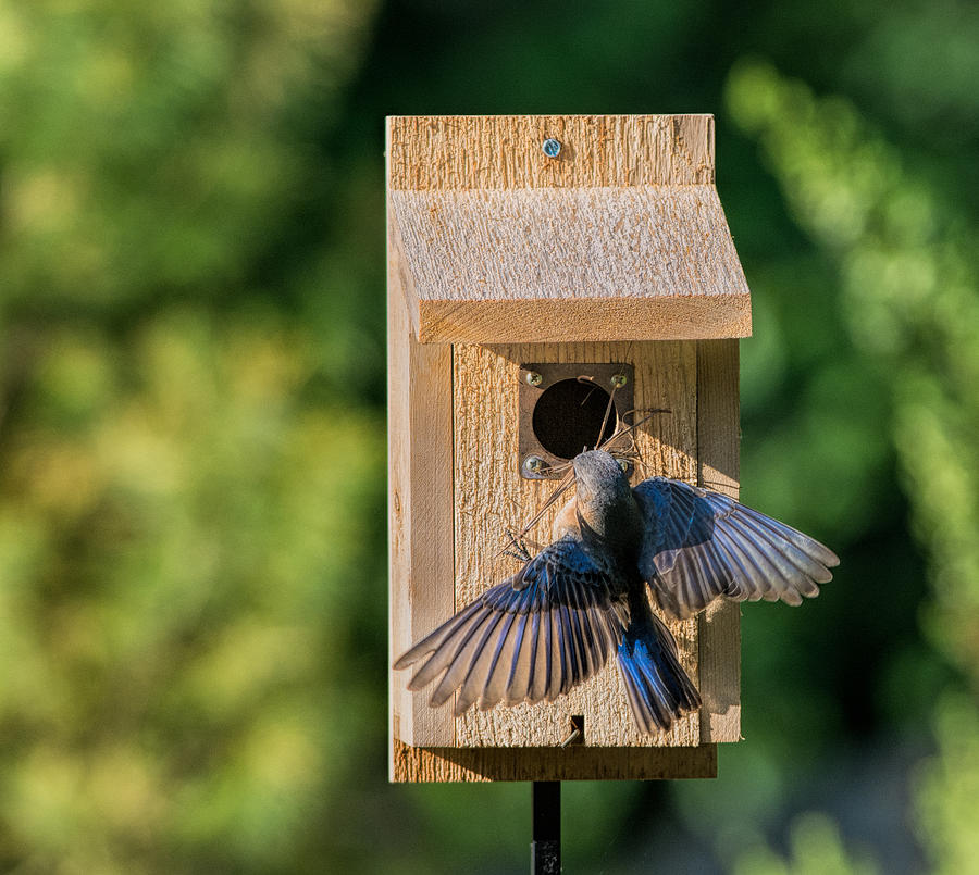 Bluebird at Nest Photograph by David Kay