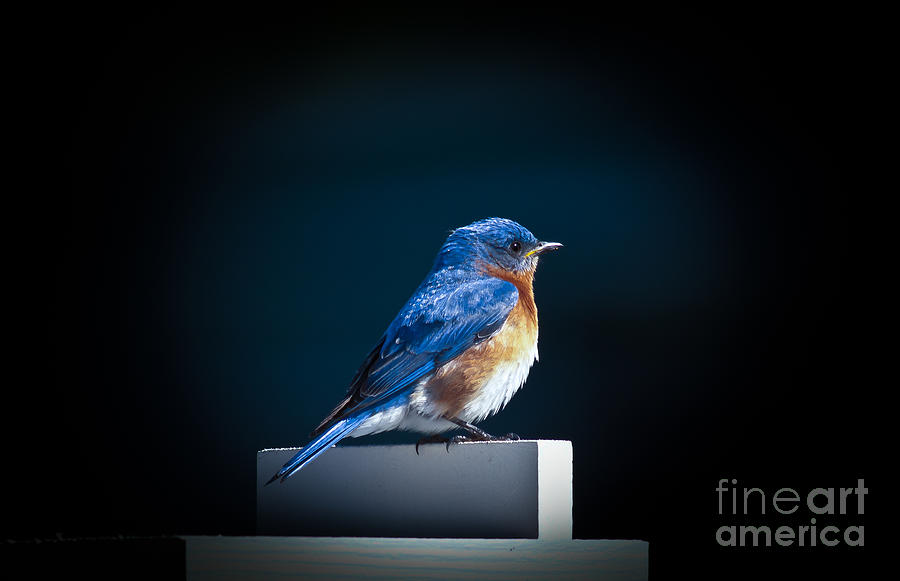 Bluebird Atop Birdhouse Photograph by Robert Frederick