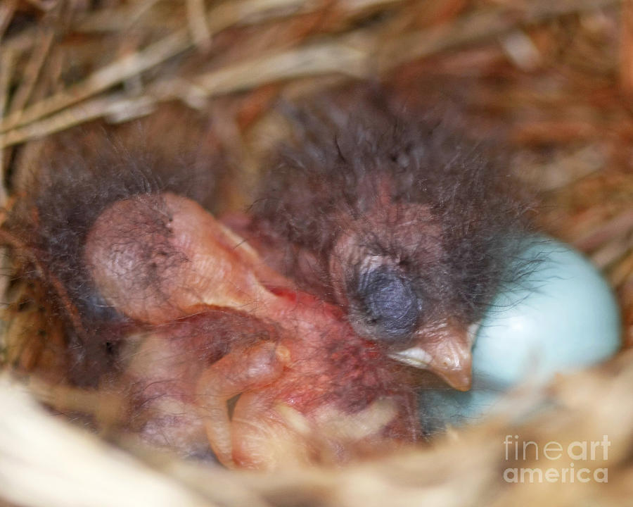 Bluebird Babies and Eggs Photograph by Luana K Perez