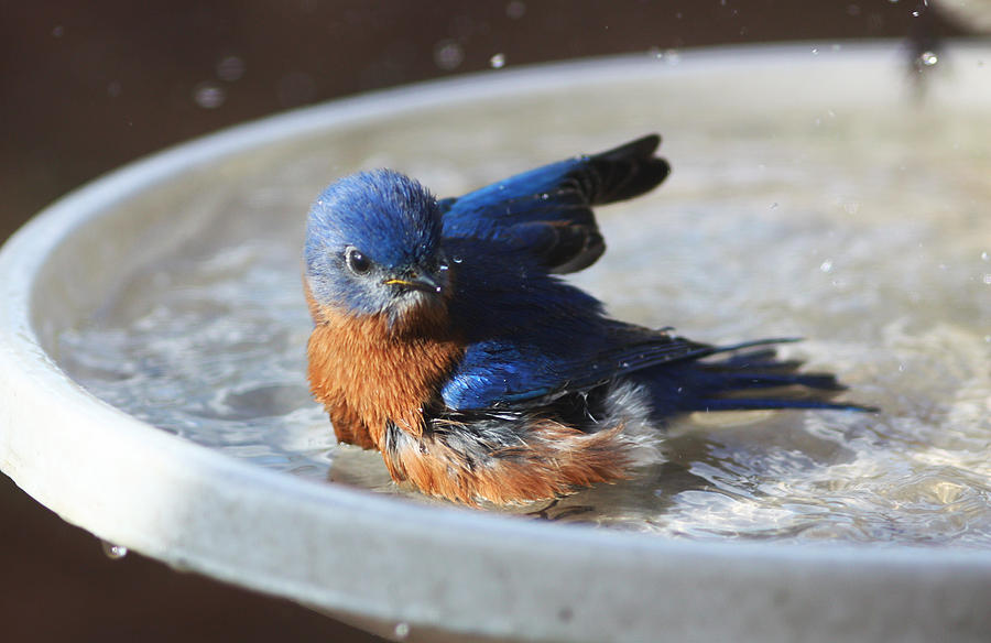 Bluebird Bath Photograph by Jean Clark
