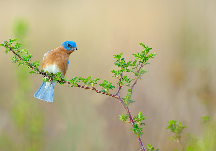 Bluebird Breeze Photograph by William Jobes