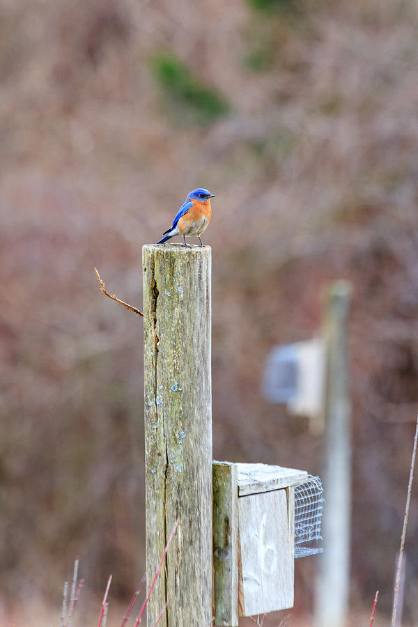 Bluebird Photograph by Bryan Bzdula