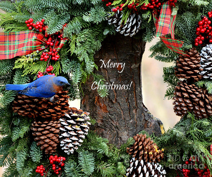 Nature Photograph - Bluebird Christmas Wreath by Nava Thompson