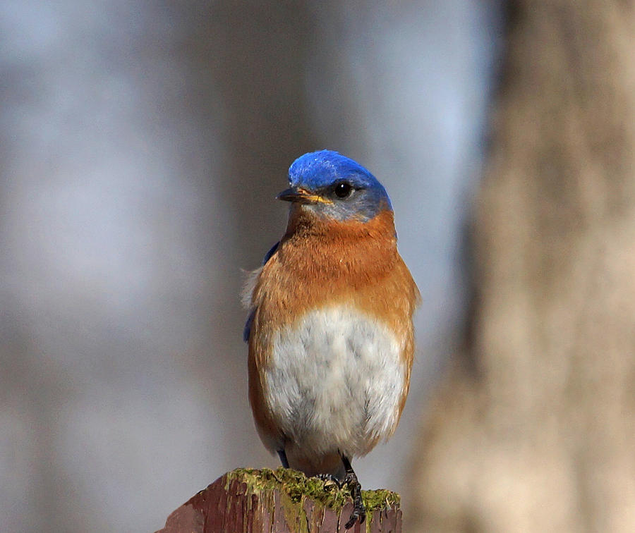 Bluebird Close-up Photograph by Sandy Keeton