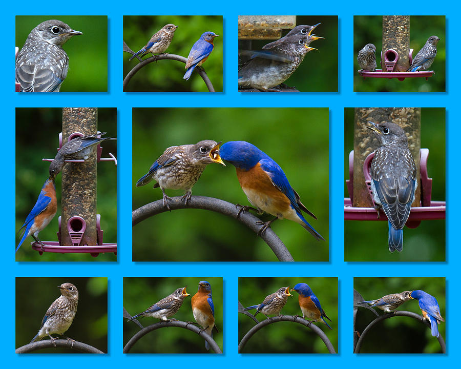 Bluebird Collage Photograph by Robert L Jackson