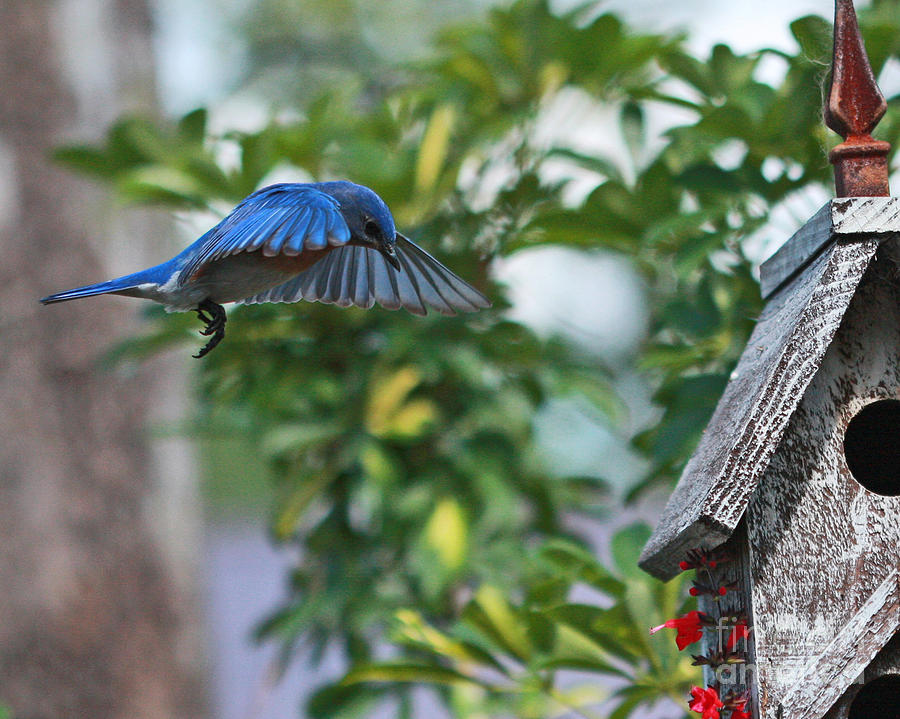 Bluebird Coming Home Photograph by Luana K Perez