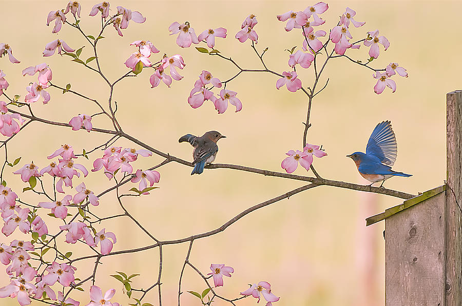 Bluebird Conversation In Blossoms Photograph by Randall Branham