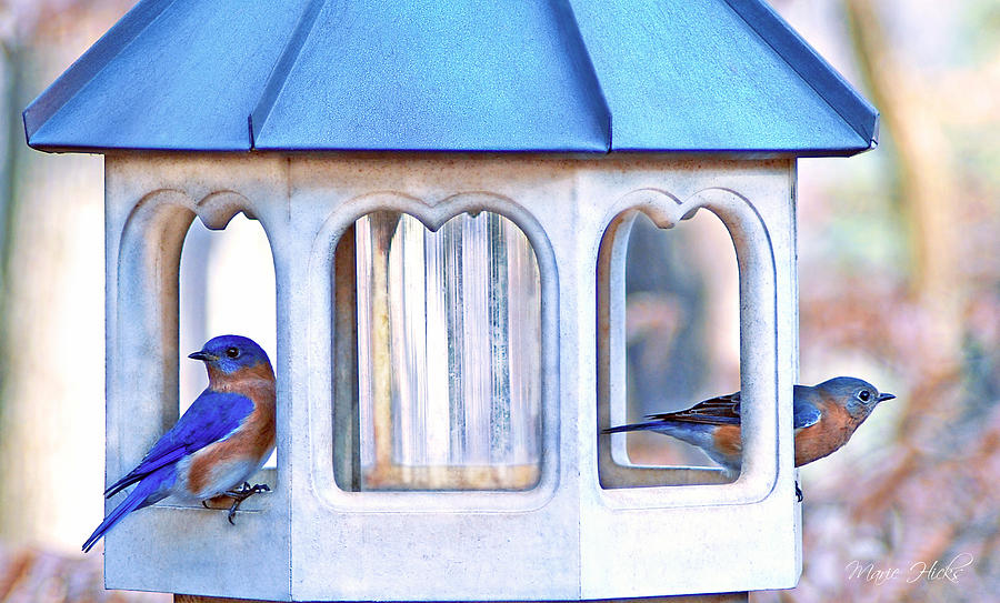 Bluebird Couple at Sunrise Service Photograph by Marie Hicks