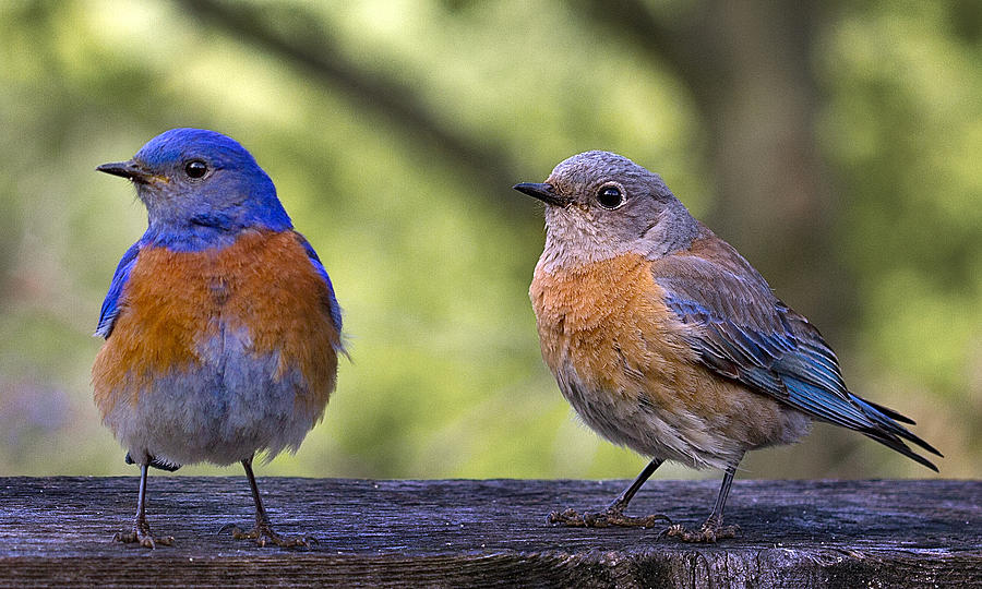 Bluebird Couple Photograph by Jean Noren