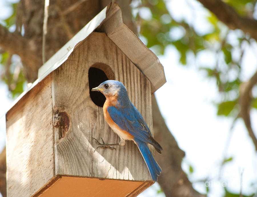 Bluebird Daddy Photograph by Sari ONeal