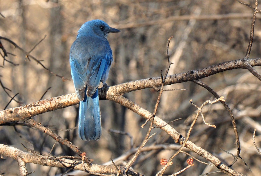 Bluebird Photograph by Diane Lent