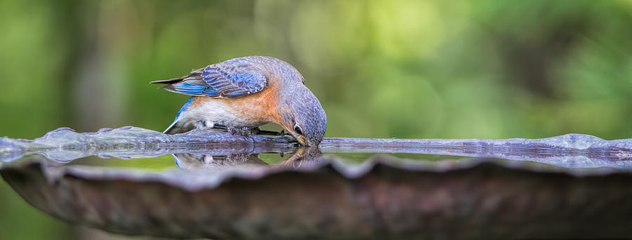 Bluebird Drinking  by David Kay