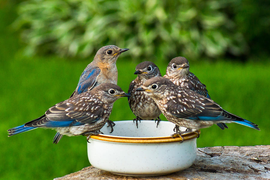 Bluebird Family Brunch Photograph by Bill Pevlor
