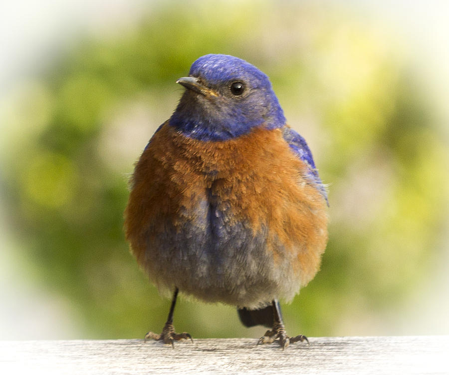 Bluebird fatty Photograph by Jean Noren