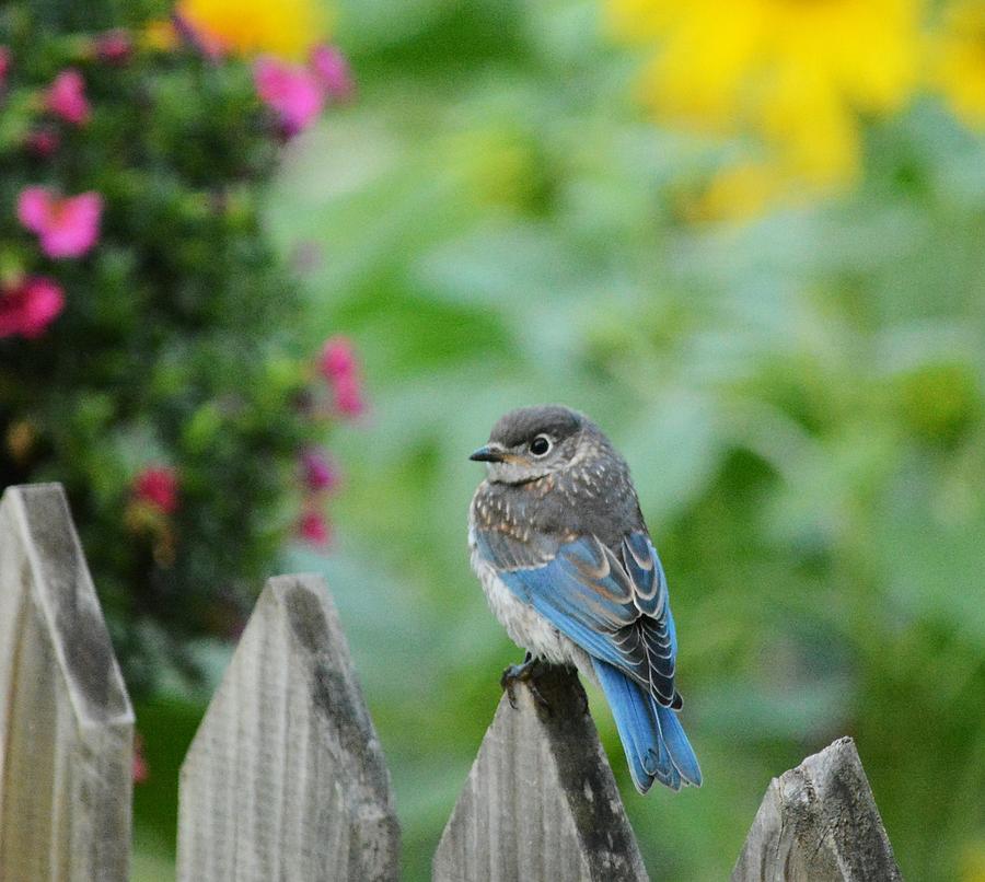 Bluebird Photograph - Bluebird fledgling in the Garden by Judy Genovese