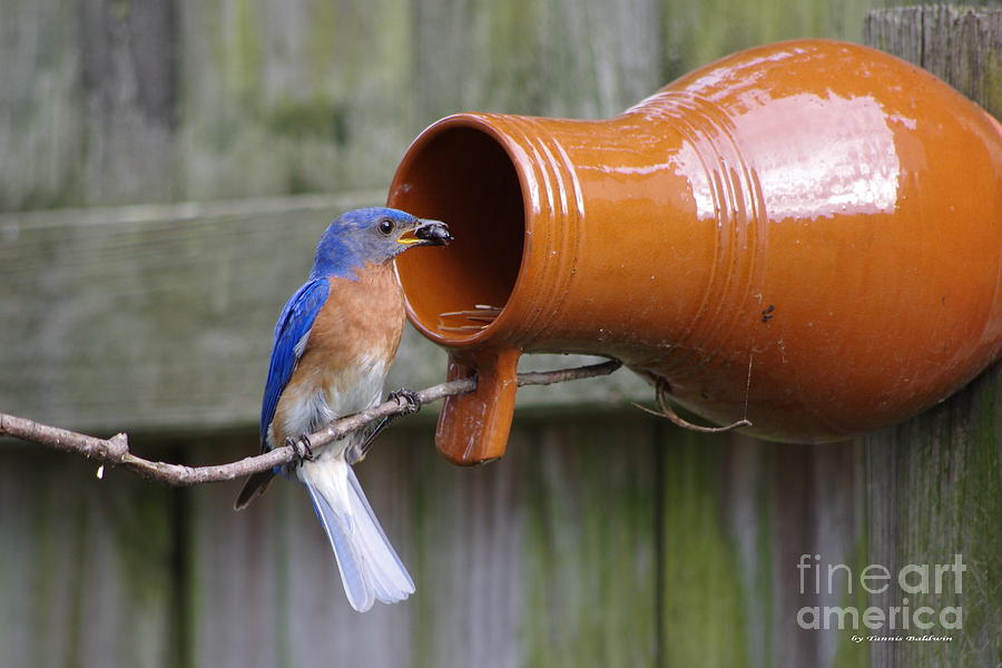 Bluebird gatherer Photograph by Tannis  Baldwin