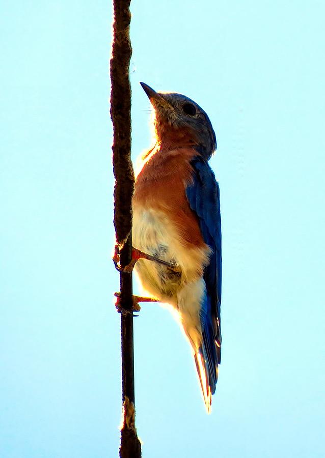 Bluebird Photograph - BlueBird Hangin by Art Dingo