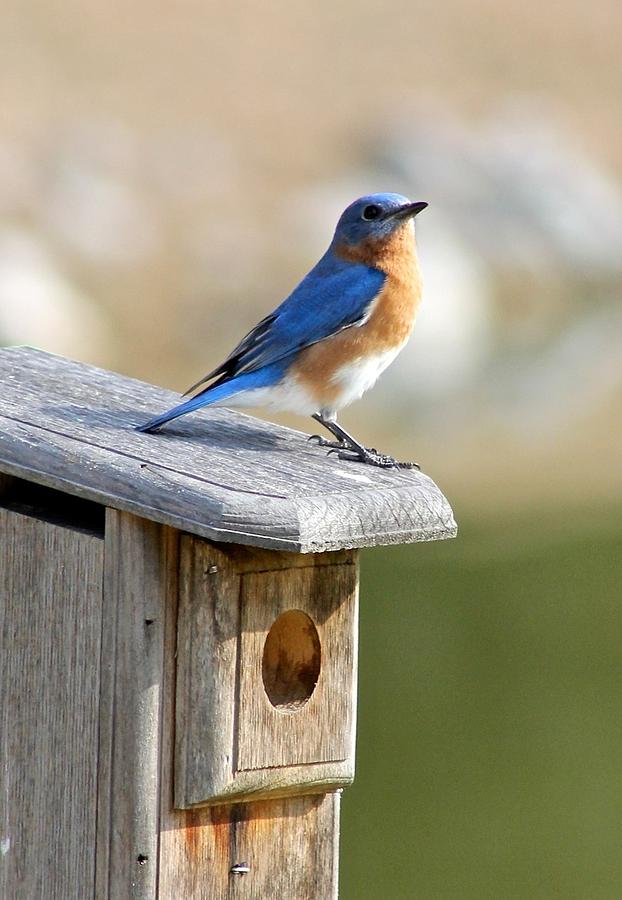 Bluebird House Hunting Photograph by Jeanne Juhos
