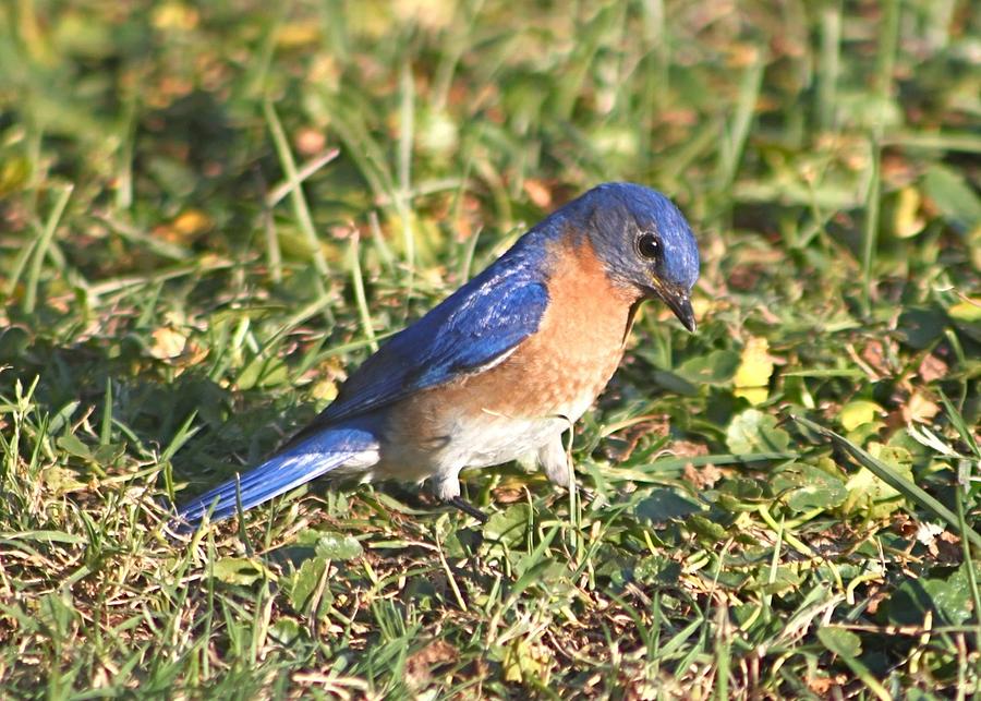 Bluebird Hunting Prey in Grass Photograph by Jeanne Juhos