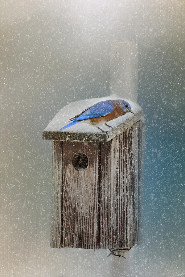 Bluebird In A Blizzard Photograph by Jai Johnson