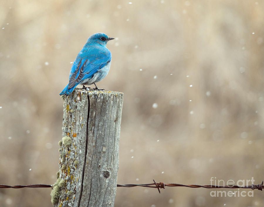Bluebird in a Snowstorm Photograph by Shannon Carson