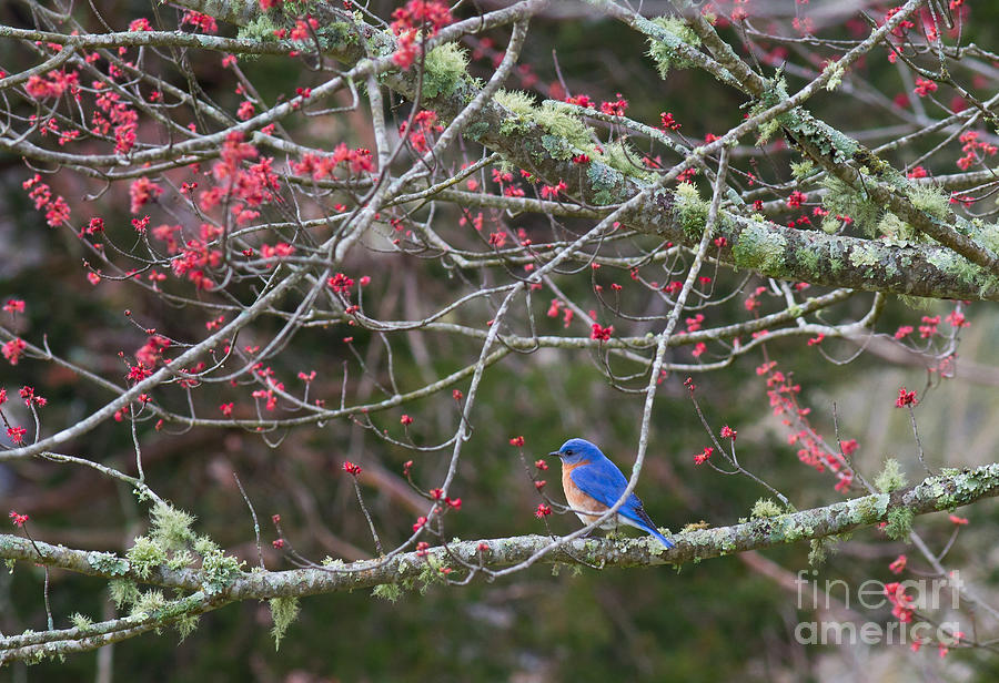 Bluebird in Cades Cove Photograph by Douglas Stucky