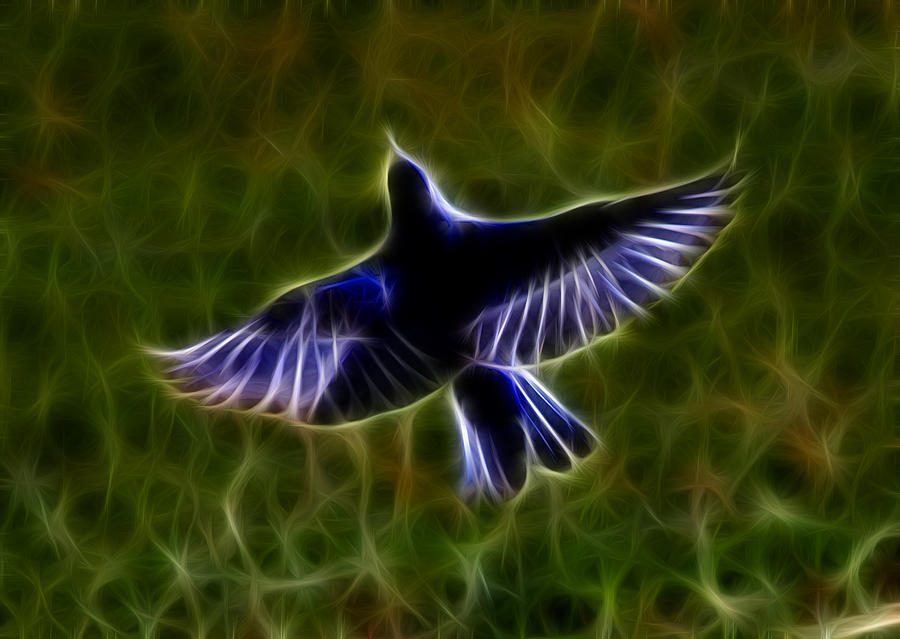 Bluebird In Flight Photograph by Shane Bechler