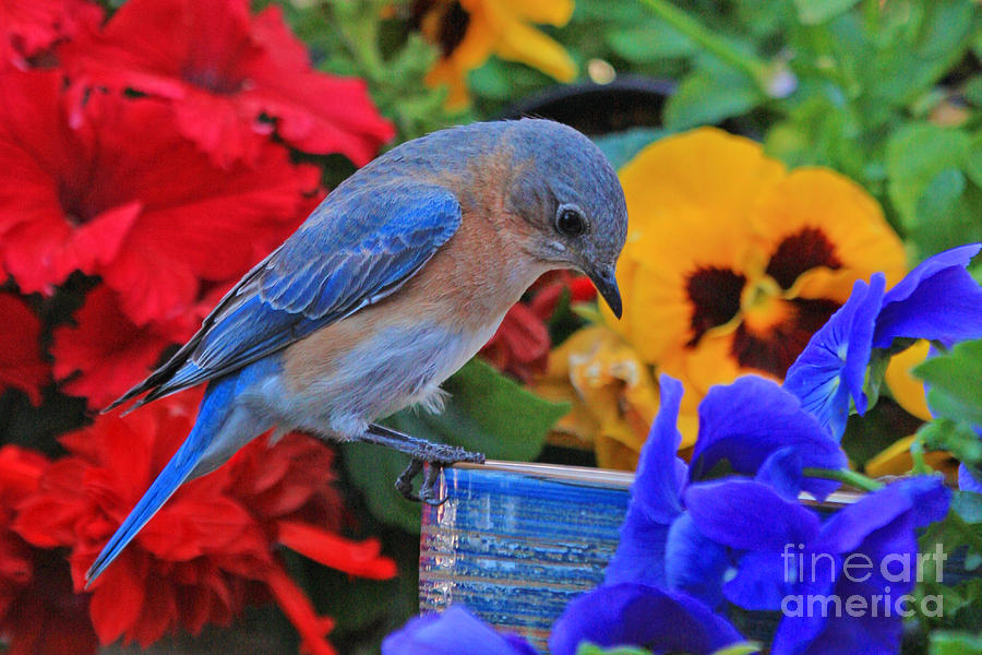 Bluebird in Garden Photograph by Luana K Perez