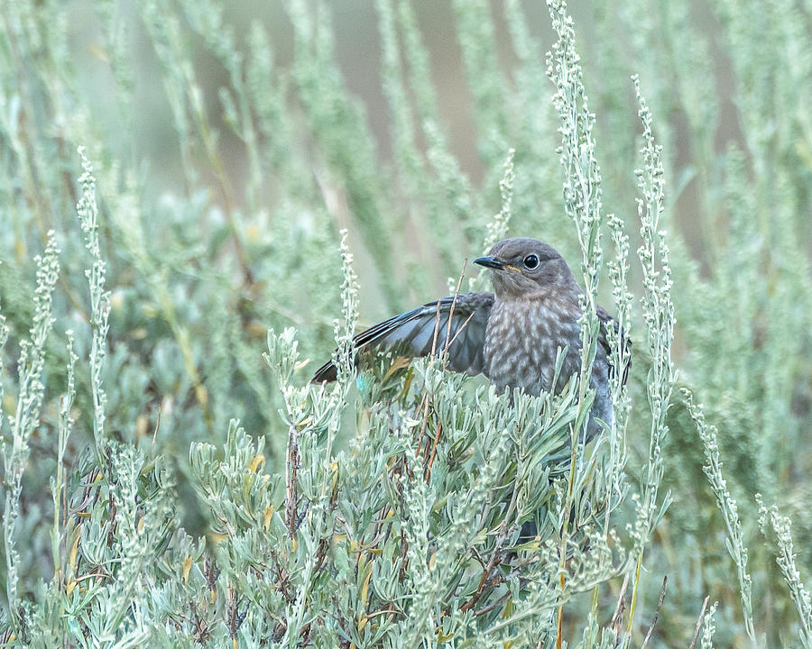 Bluebird In Sage Photograph by Yeates Photography