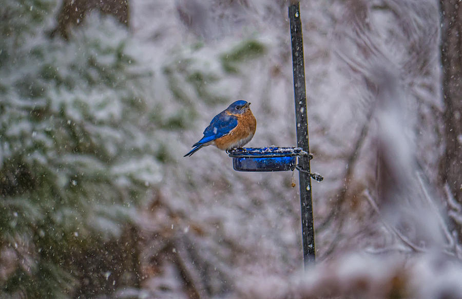 Bluebird in Snow Photograph by David Kay