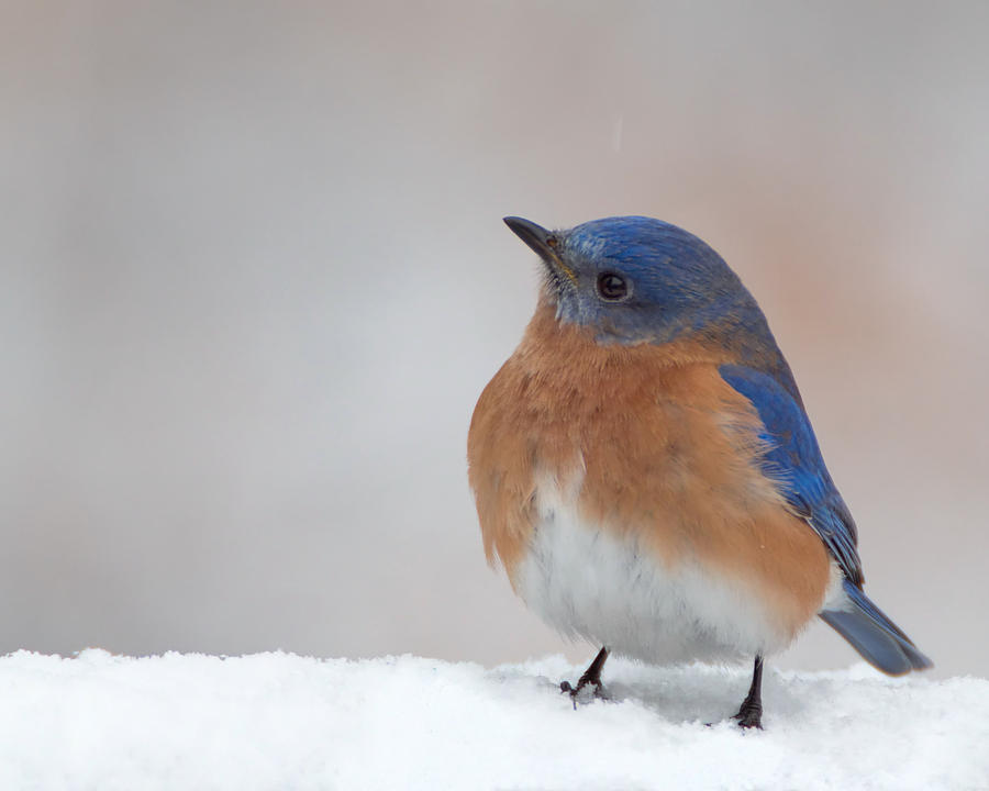 Bluebird in Snow Photograph by Jack Nevitt