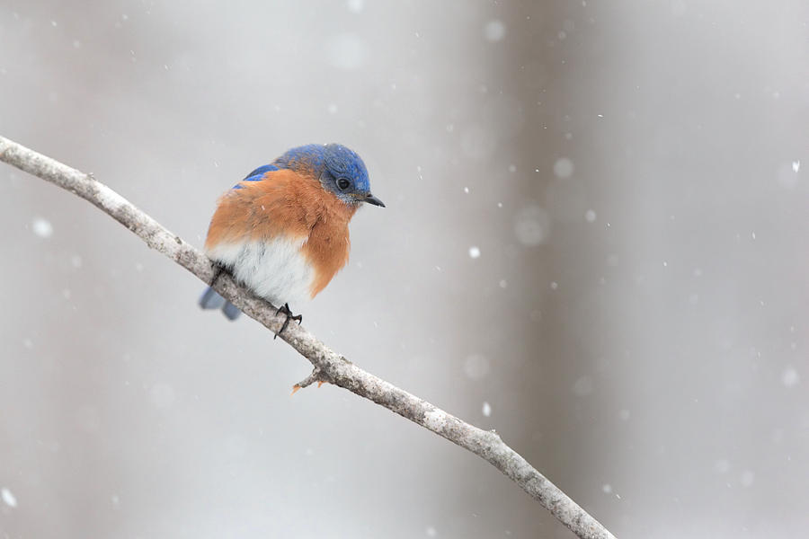 Bluebird in snow storm Photograph by Jack Nevitt