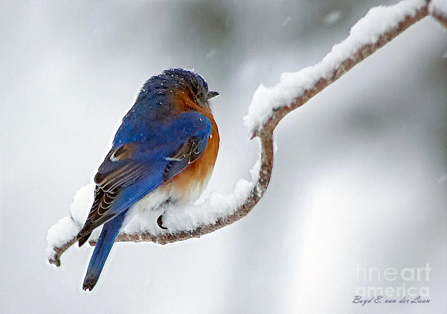 Bluebird Photograph - Bluebird in Snowstorm by Boyd  E Van der Laan