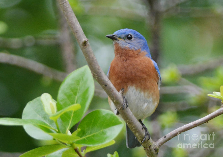 Bluebird In Spring Photograph by Kathy Baccari