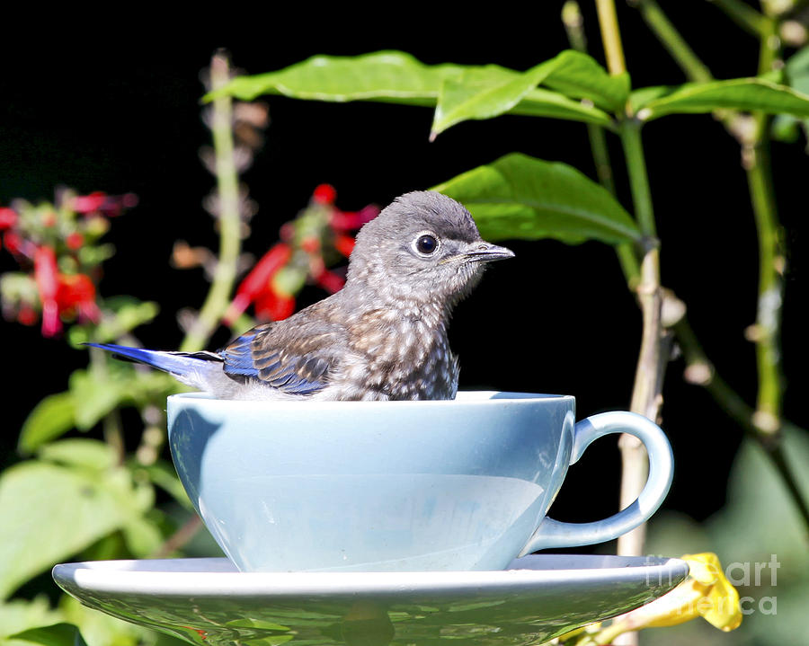 Bluebird in Teacup Photograph by Luana K Perez