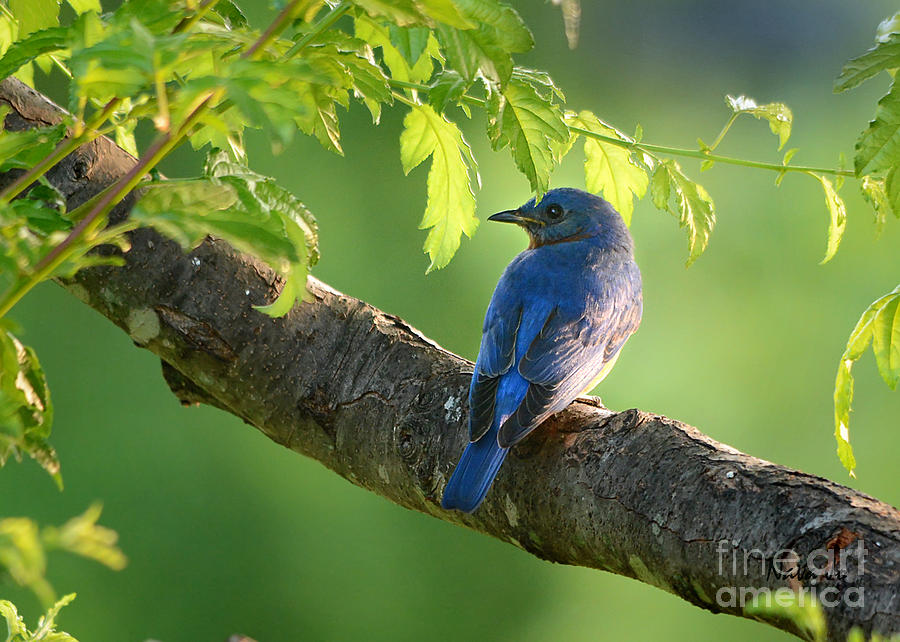 Bluebird in the Morning Photograph by Nava Thompson