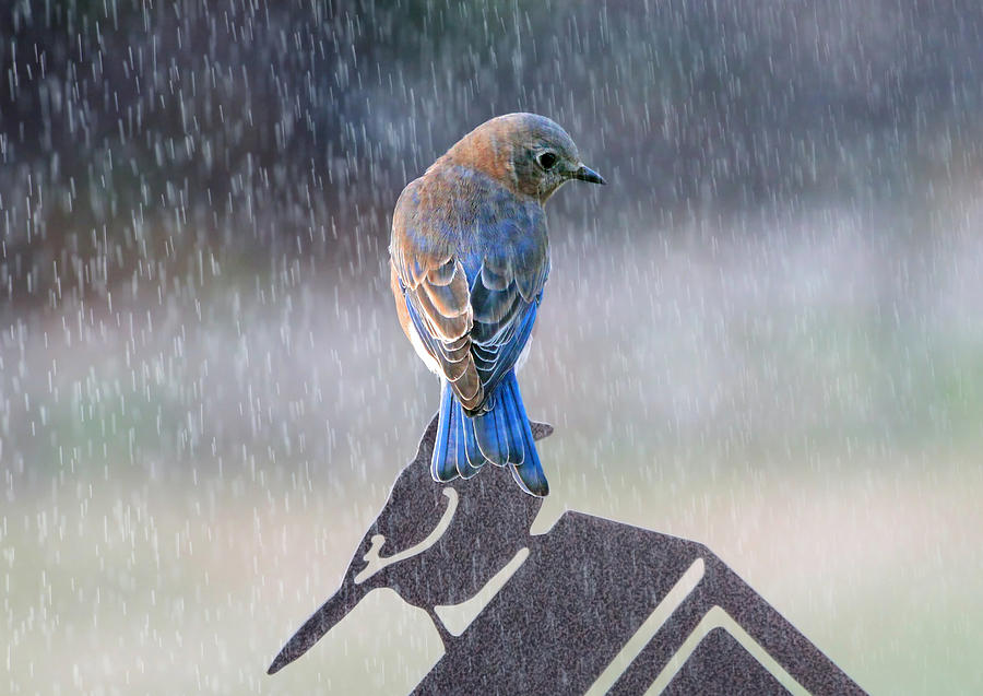 Bluebird In The Rain Photograph by Jackson Pearson