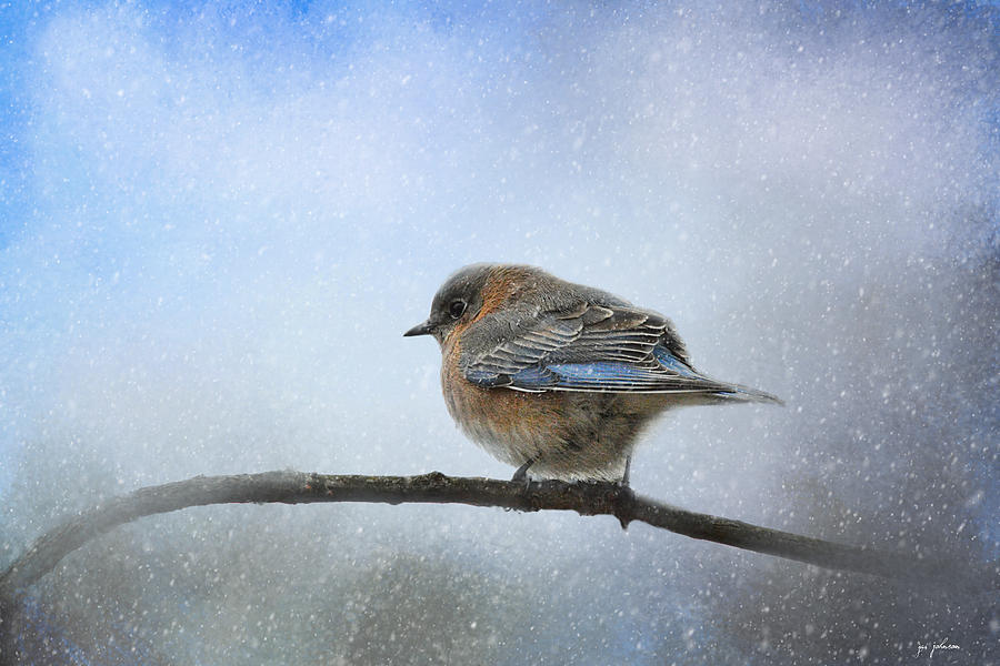 Bluebird In The Snow Photograph by Jai Johnson
