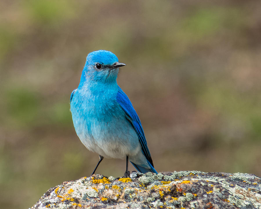 Bluebird In Yellowstone Spring Photograph by Yeates Photography
