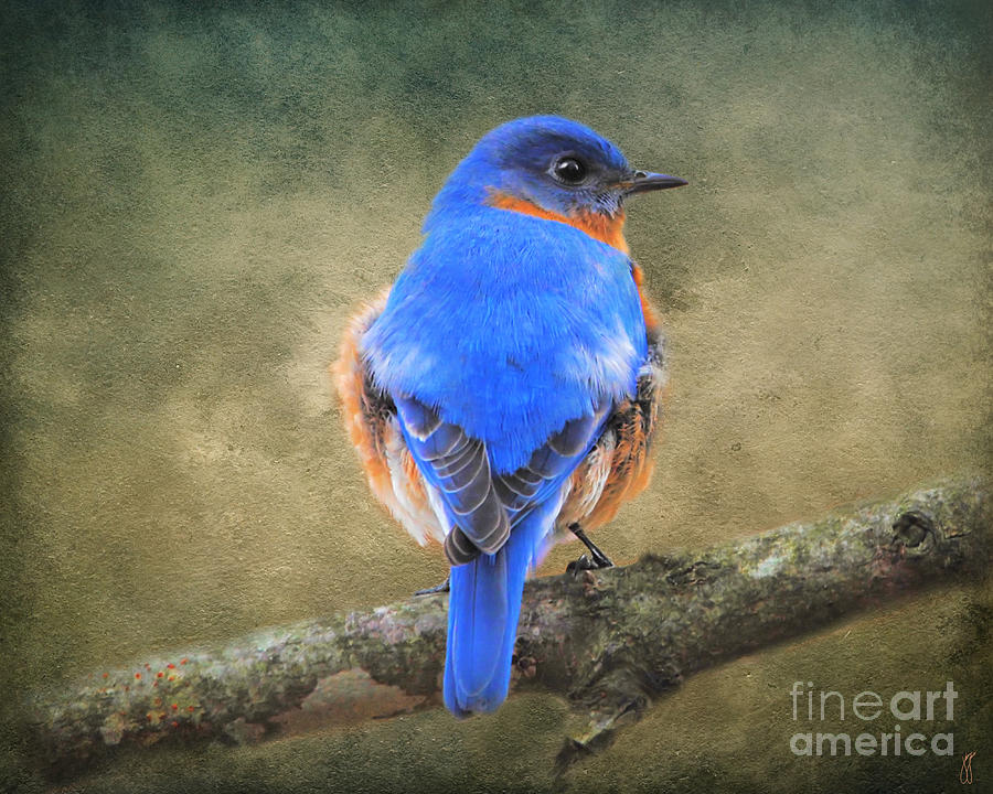 Bluebird Photograph by Jai Johnson