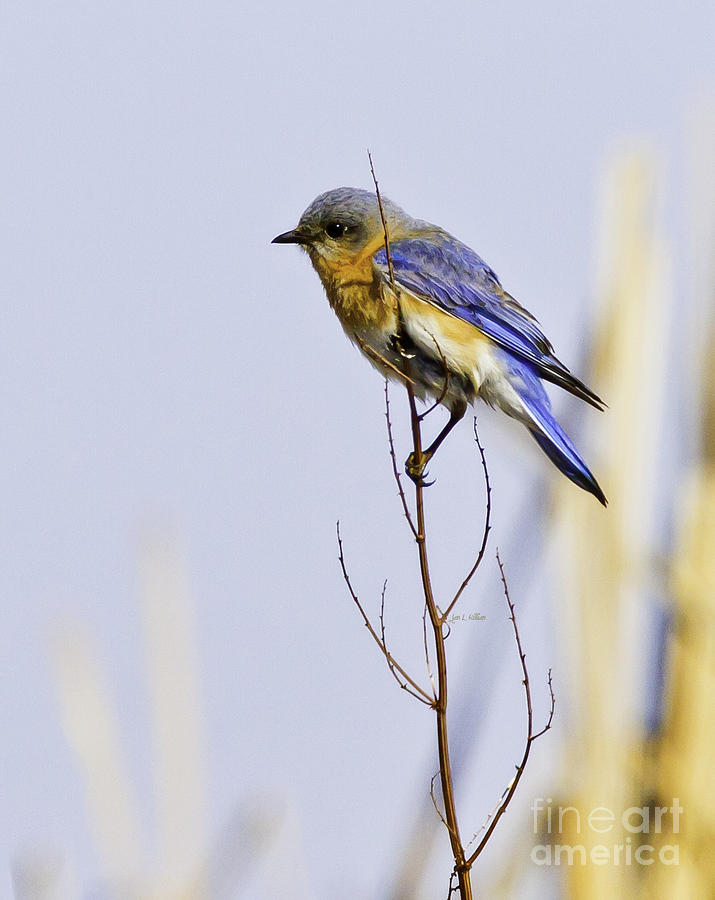 Bluebird Photograph by Jan Killian