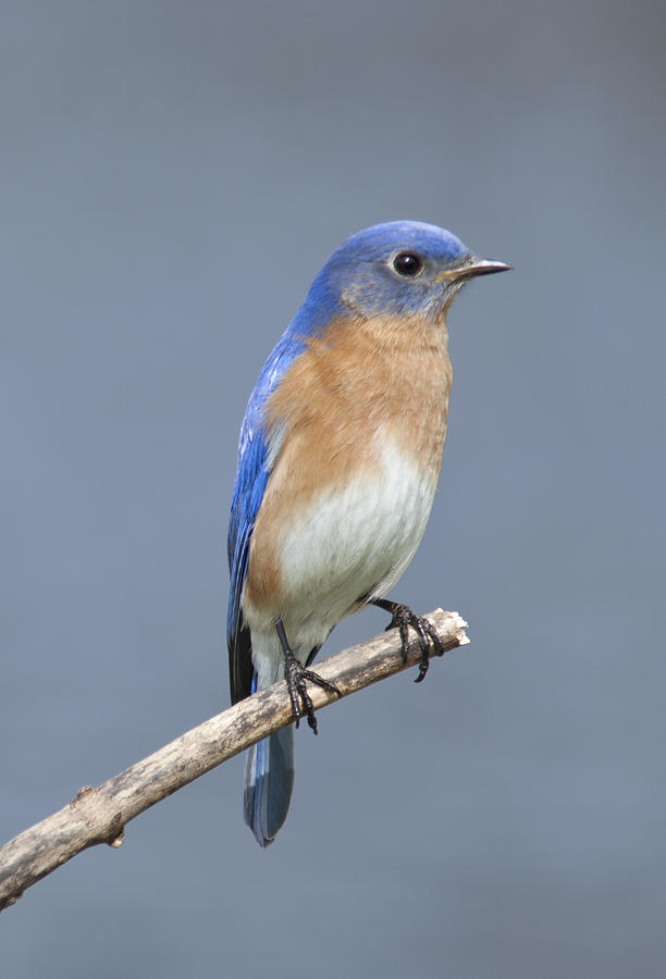 Bluebird Photograph by John Crothers